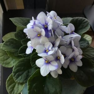 Meet your Posher, Jayne